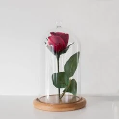 Glasglocke Mit Holzteller 20,5cm 14 Glasglocke Mit Holzteller 20,5cm -Geschäft Für Dekorative Beleuchtung GDM15 1 Glass Dome Bell Jar Beauty And The Beast Enchanted Rose P3