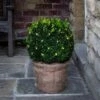 60er LED Lichternetz Für Buchsbäume Warmweiß -Geschäft Für Dekorative Beleuchtung LL60NYW Outdoor Battery Warm White LED Box Hedge Topiary Net Light P1